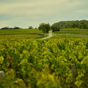Sauvignon Vines image 13